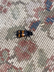 Nicrophorus marginatus