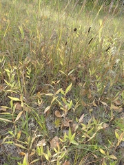 Helianthus pauciflorus