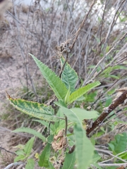 Ambrosia ambrosioides