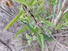 Ambrosia ambrosioides