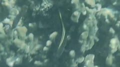Paracirrhites forsteri
