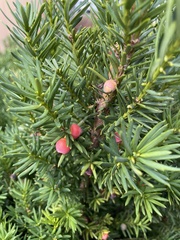 Taxus