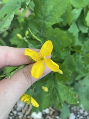 Chelidonium majus