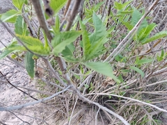 Ambrosia ambrosioides