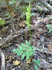 Sceptridium biternatum