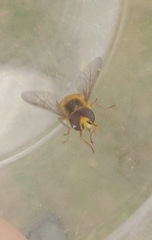 Eupeodes latifasciatus