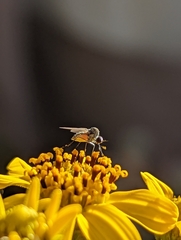 Mythicomyiidae