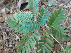 Albizia julibrissin