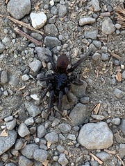 Antrodiaetus pacificus