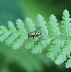 Condylostylus comatus