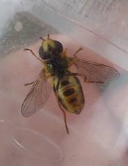 Eupeodes latifasciatus