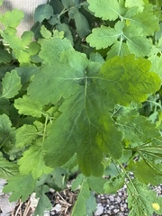 Chelidonium majus