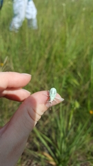 Compsus auricephalus