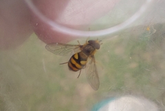 Eupeodes latifasciatus