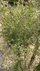 Erigeron canadensis
