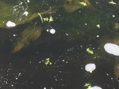 Potamogeton lucens
