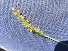 Alopecurus geniculatus