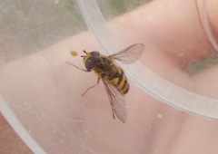 Eupeodes latifasciatus