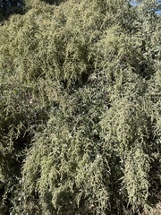 Atriplex lentiformis