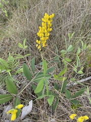Baptisia sphaerocarpa