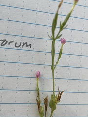 Centaurium pulchellum