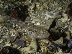 Pomatoschistus pictus