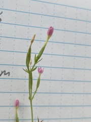 Centaurium pulchellum