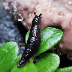 Arion hortensis