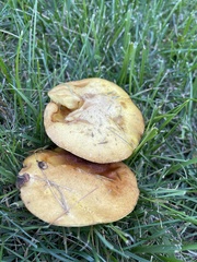 Aureoboletus innixus