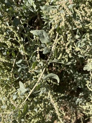 Atriplex lentiformis
