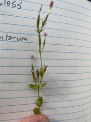 Centaurium pulchellum