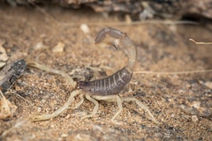 Parabuthus