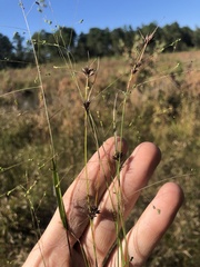 Rhynchospora leptocarpa