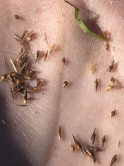 Rhynchospora leptocarpa