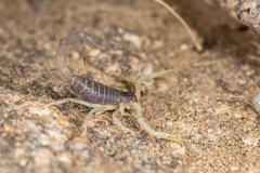 Parabuthus