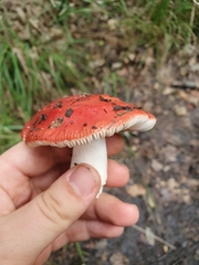 Russula emetica