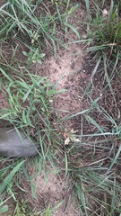Lagomorpha