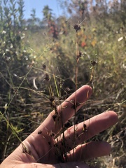 Rhynchospora leptocarpa