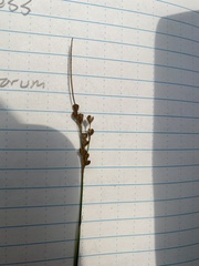 Juncus compressus