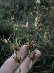 Rhynchospora macrostachya