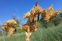 Schoenoplectus acutus