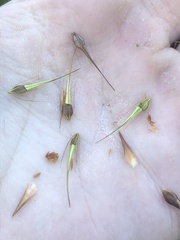 Rhynchospora macrostachya