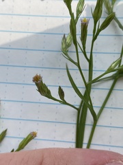 Symphyotrichum subulatum