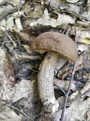 Leccinellum pseudoscabrum