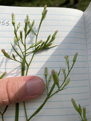 Symphyotrichum subulatum