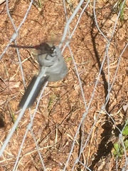 Leucorrhinia rubicunda