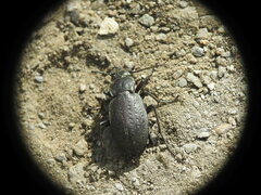 Carabus fairmairei
