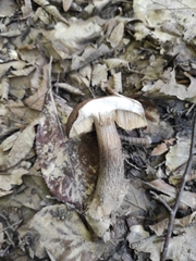 Leccinellum pseudoscabrum