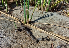 Schoenoplectus acutus