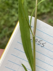 Symphyotrichum subulatum